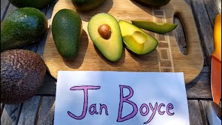 Jan Boyce avocado: a profile