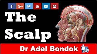 Anatomy of the Scalp, Dr Adel Bondok