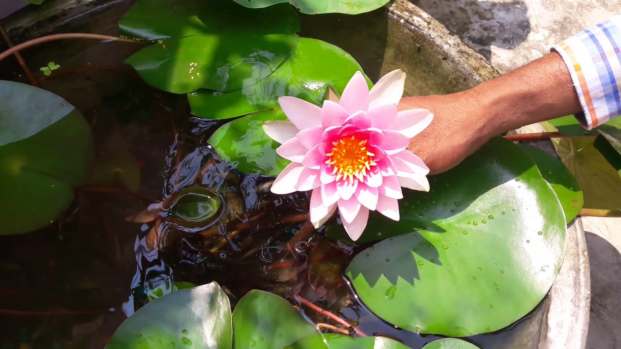 শাপলা ফুল গাছের পরিচর্যা /How to care water lily at home