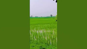 محمد نبی نعت محمد What Are Those Deed My Agriculture Mathat You Have Done 
