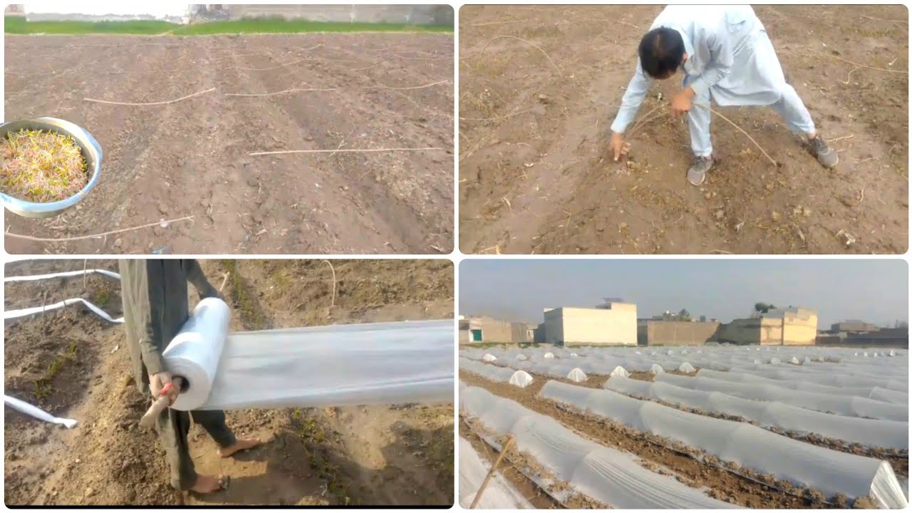 Land Preparation for Vegetables, Beds Preparation for Planting, Low Tunnel Farming, Cucumber Farming