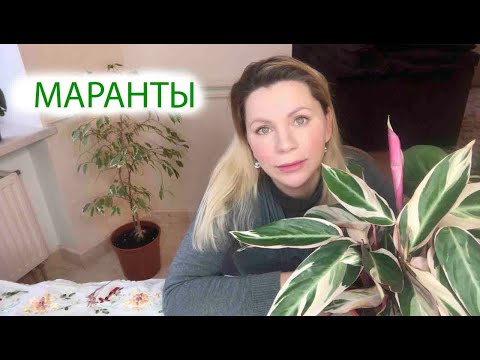 Видео: Отровно ли е едно молитвено растение?