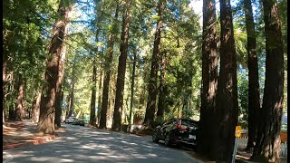 Marin Dolliver Park, Madrone Ave in Larkspur and its beautiful Redwoods
