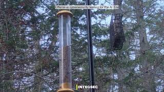 Bird Feeder Live: Threat Detection in the Maine Woods | IntegSec &amp; TurboPentest