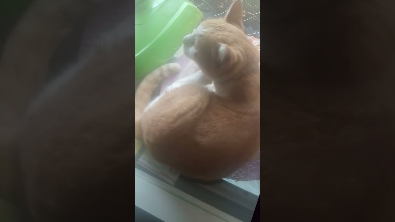 16 กุมภาพันธ์ ค.ศ. 2026