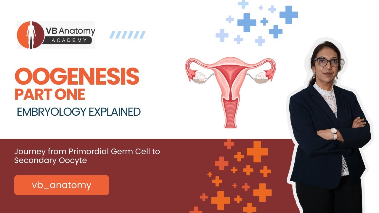 Oogenesis Part 1 | Journey from Primordial Germ Cell to Secondary Oocyte | Embryology Explained