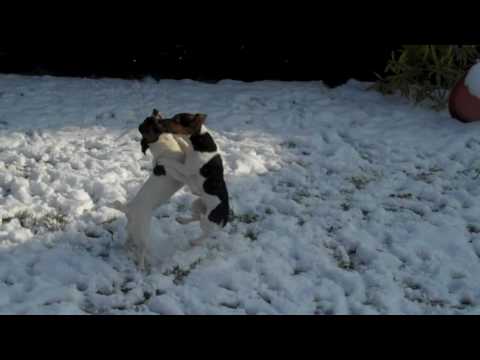 Lilly and Cassie Jack Russell pups enjoying snow and a dried dead frog