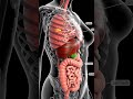 Inside the Female Body 3D Anatomy of Internal Organs #anatomy  #3danatomy  #medicalanimation #Organs