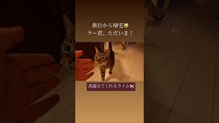 【帰宅すると出迎えてくれた😿✨】 #ねこ #大好き #愛 #cats #cat #猫 #保護猫|HABAchannel