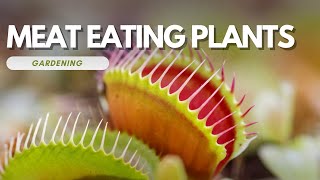 Meat Eating Plants: Care Tips for Venus Flytraps, Pitcher Plants, and Sundews