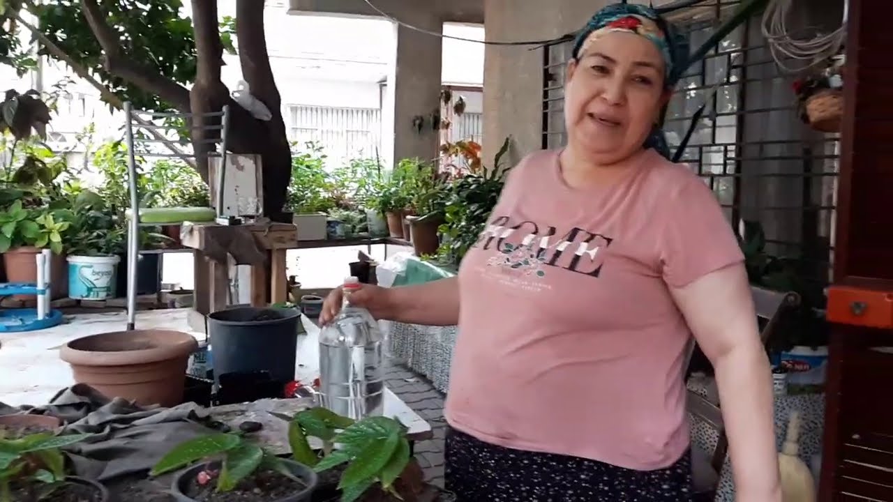 BEGONYA SAKSI DEĞİŞİMİ NASIL YAPILIR?🍃BEGONYA ÇİÇEĞİ BAKIMI (BEGONİA FLOWER CARE) HAKKINDA BİLGİLER🌿