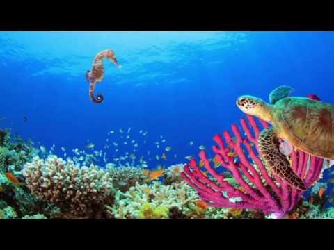 Assignment 1: Underwater Animation - YouTube