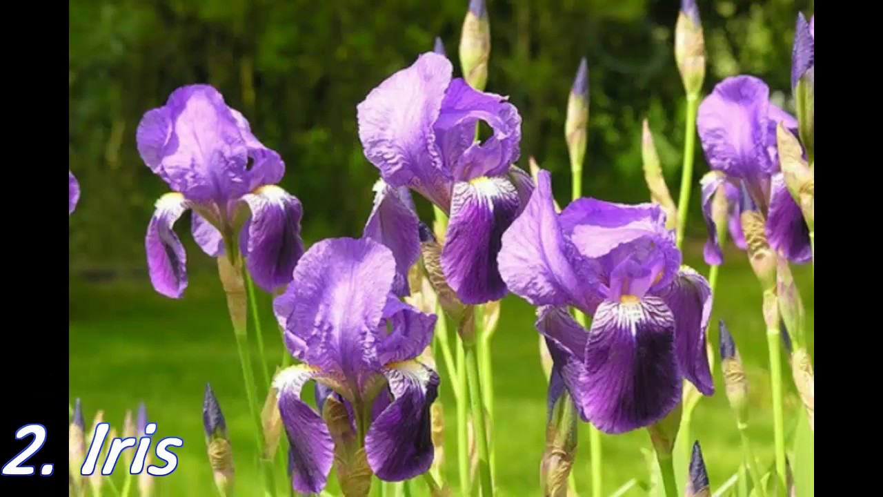 10 LOW MAINTENANCE PERENNIALS - YouTube