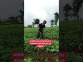 indah nya kbun ku