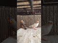 MASHA ALLAH Orange breasted male split half orange Isabel female I BIRDS FOR SALE I PARROT TO BIRDS