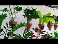 10 House Plants You Can Easily Grow In Water | Indoor Water Garden Idea | Water Plants//GREEN PLANTS