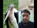 Deadly Birds 🐦..#trending #viral #shorts
