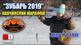 КАМЧАТКА - АВАЧИНСКИЙ МАРАФОН ЗУБАРЬ 2019