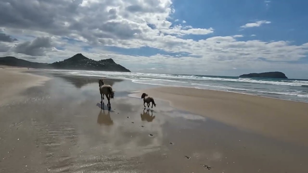 Geoffry and Leather out at the beach for the first time in a long while