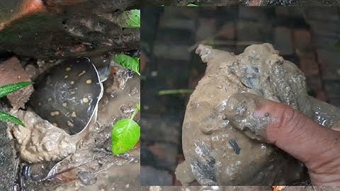 Indian softshell Turtle playing  in backyard| indian turtle videos | softshell turtle |