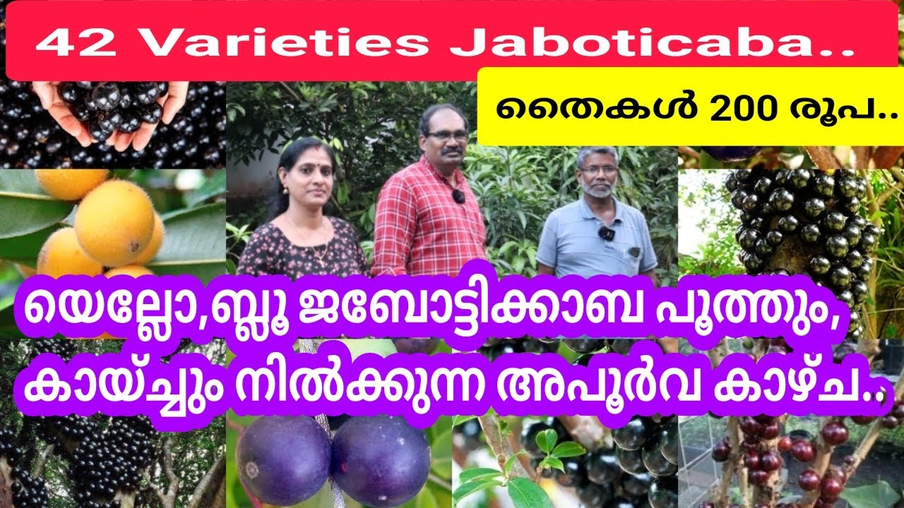 യെല്ലോ, ബ്ലൂ തുടങ്ങി 42ലധികം വെറൈറ്റി,വർഷം മുഴുവൻ കായ്ക്കുന്ന  ജബോട്ടിക്കാബകൾ.. #jaboticaba