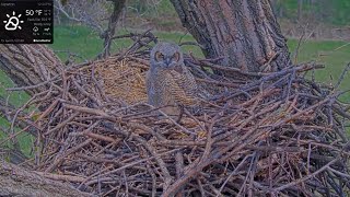 Kansas Great Horned Owl 4-15-2021.  Tiger casts a pellet.  Slo-mo at 0:35.