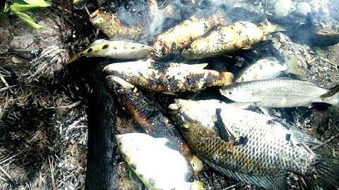 VÀO RỪNG BẮT CÁ P2 | MINH TRUNG