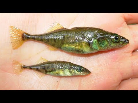 Скачай это бесплатное Фото на тему Малек судака
66