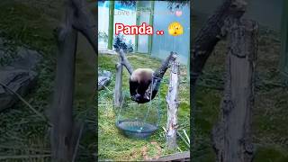 Funny Panda Moments | Naughty Baby Pandas Doing Crazy Things 🤣 #animals #panda #trending #shorts