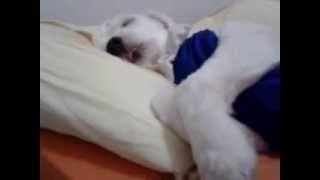 Cachorro Dormindo, Chupando A Língua