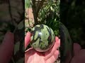 Polished Large Leopard Stone Egg x 1 From Zimbabwe