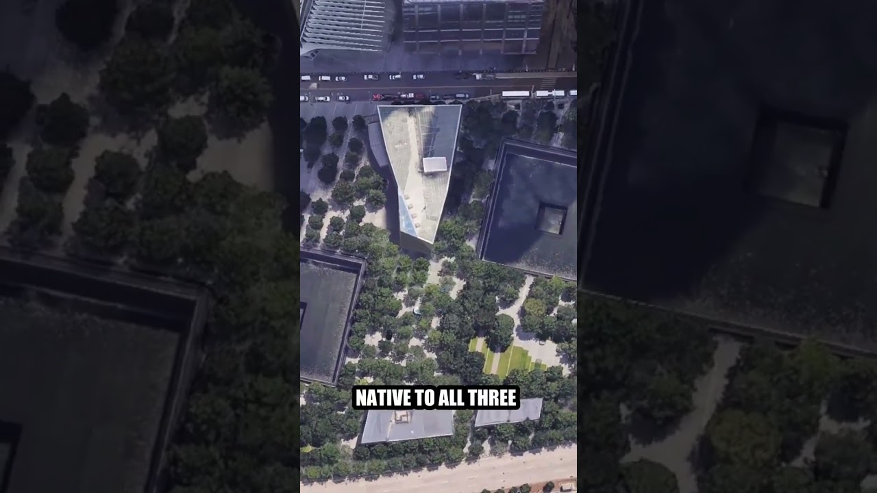 Пять скрытых секретов Мемориала 11 сентября