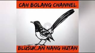 suara pikat kolibri ribut kombinasi