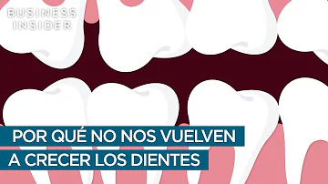 ¿Por qué no vuelven a crecer los dientes?