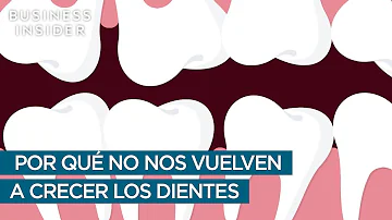 ¿Cuántos dientes pueden volver a crecer?