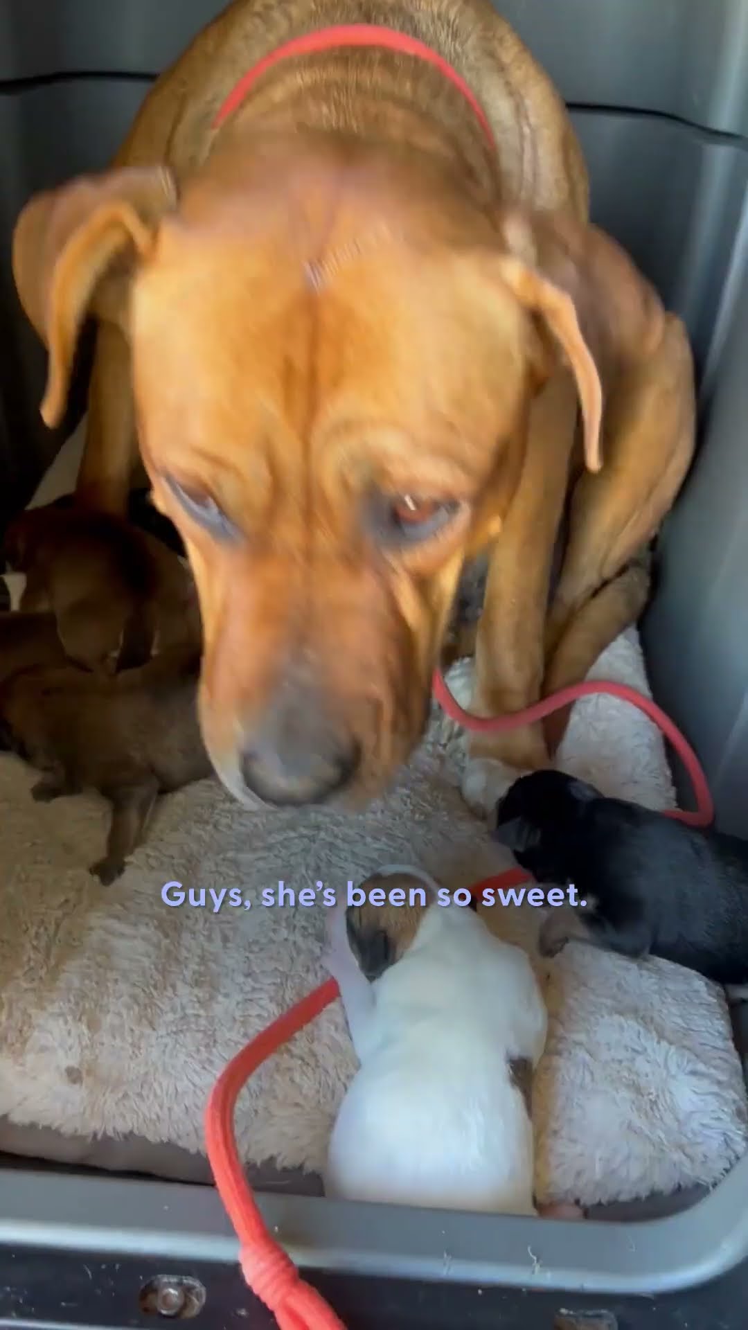Mama Dog And Her Babies Get Rescued In The Middle Of The Desert | The Dodo