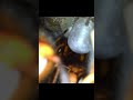 Inside a Hornet Nest That's Still Alive