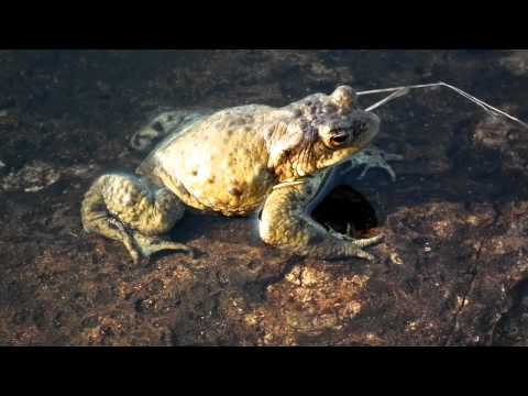 Video: Hva Er Forskjellen Mellom En Frosk Og En Padde