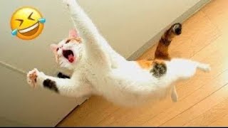 you laugh you lose  / funniest cats and dog  / funny animals 2024 /part2