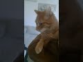 " ATÚN " GATITO RESCATADO