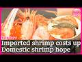 Imported shrimp prices rise slowly as Japan eyes domestic farmed alternatives
