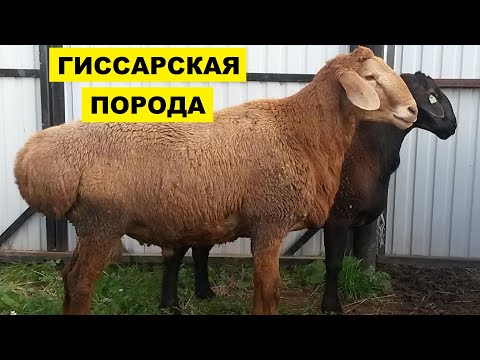 Гиссарская порода овец | Все что нужно знать о гиссарской породе овец | Овцеводство