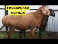 Гиссарская порода овец | Все что нужно знать о гиссарской породе овец | Овцеводство