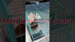 Burung Lovebird, Sang Juara , Dan Cara Merawatnya,1 Oktober 2022