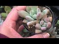 Succulent Plant Identification Part 2