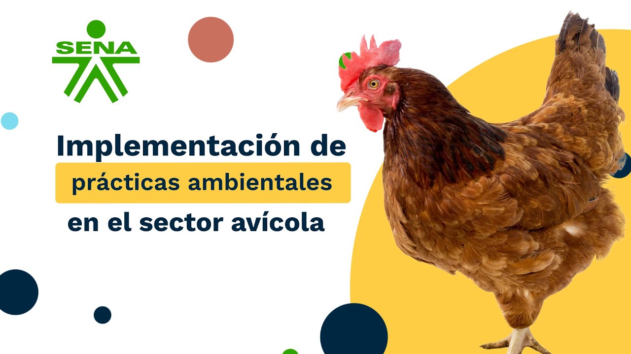 Implementación de prácticas ambientales en el sector avícola - YouTube