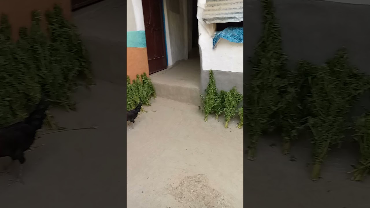 Harvest of weeds in morocco
