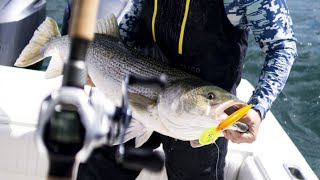 calfishing.com - Striper Trolling 101: Trolling for Stripers in