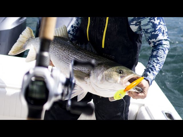 Sea Bass Fishing - Deep trolling with lures 