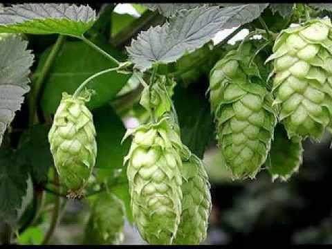 Hops Herb Benefits